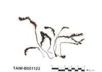 藏品(擬刺邊小金髮苔)的圖片